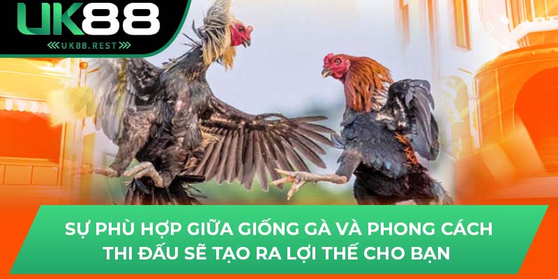 Sự phù hợp giữa giống gà và phong cách thi đấu sẽ tạo ra lợi thế cho bạn